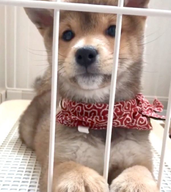 あくびをする福ちゃん