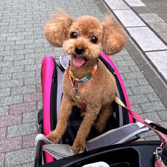 シニア犬を喜ばせてあげたい！ 飼い主にできることを獣医師に聞いた いぬのきもち