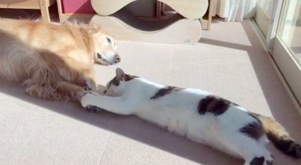 仲良しなゴールデン・レトリーバーと猫