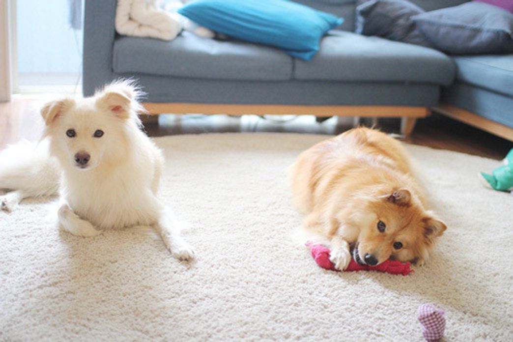 犬たちの警戒心と記憶力 穴澤賢の犬のはなし いぬのきもちweb Magazine 犬たちの警戒心と記憶力 穴澤賢の犬のはなし いぬのきもちweb Magazine