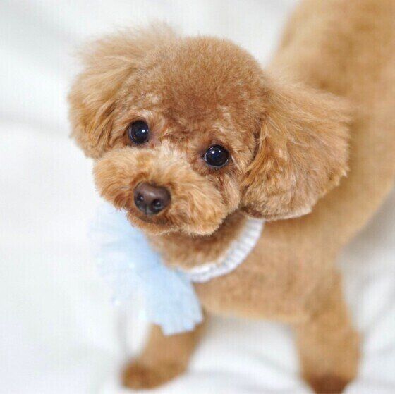 恐怖や緊張を感じている愛犬を安心させるためにできること いぬのきもち