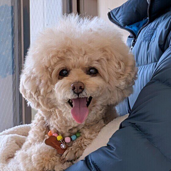 シニアのトイ・プードル