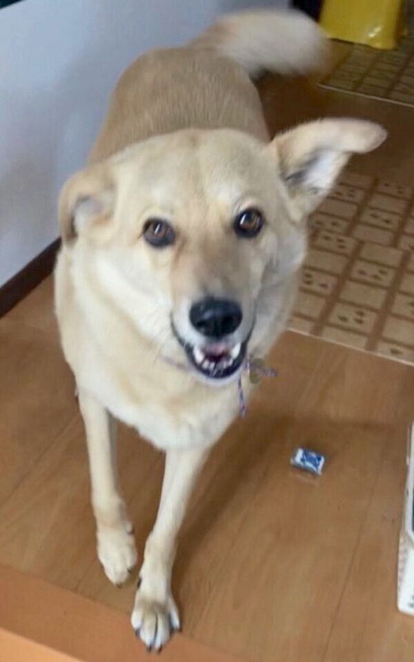 笑顔が可愛いてんくん