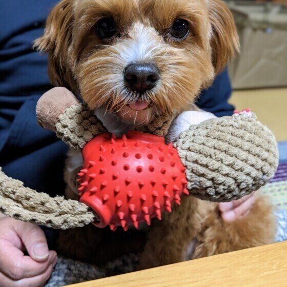 舌をちょろっと出す小型Mix犬