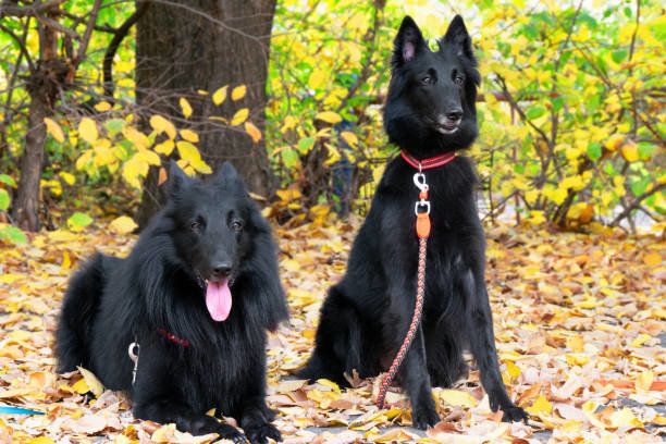 ベルジアン・シェパード・ドッグ・グローネンダール