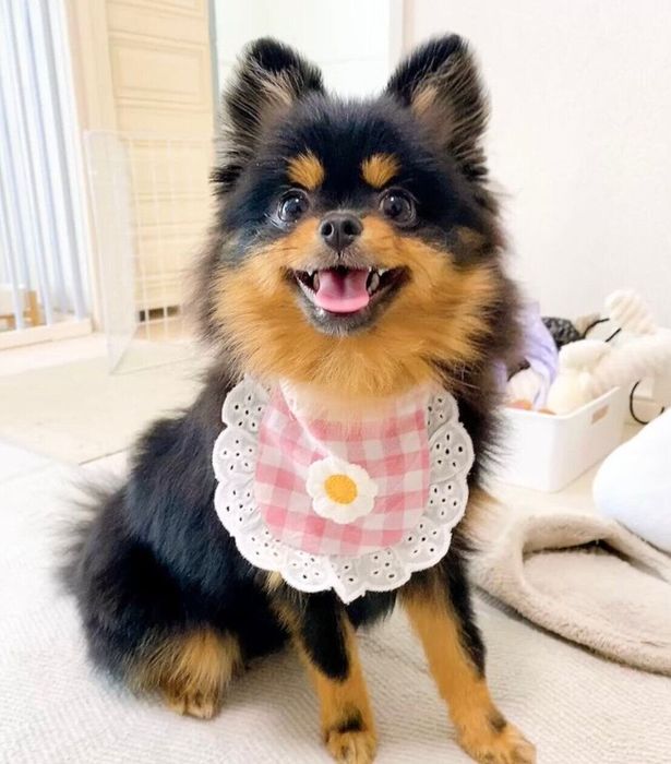 トリミングに行ってきたちくわちゃん