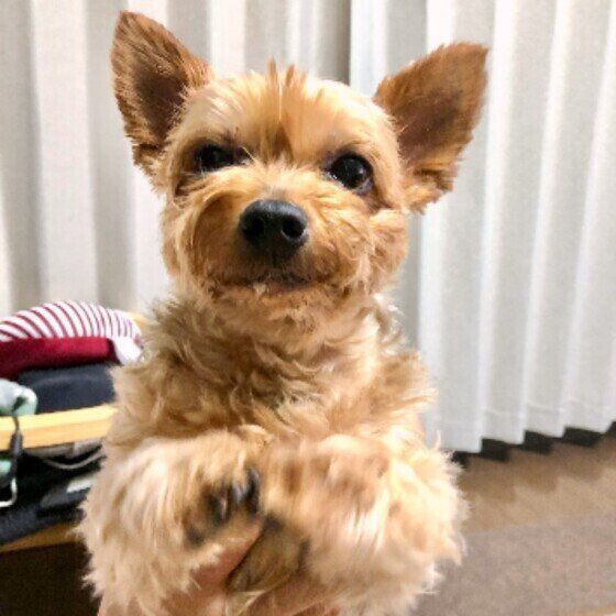 ウンチにゼリーのような粘膜がついている？ 犬の粘液便とは？  いぬのきもち