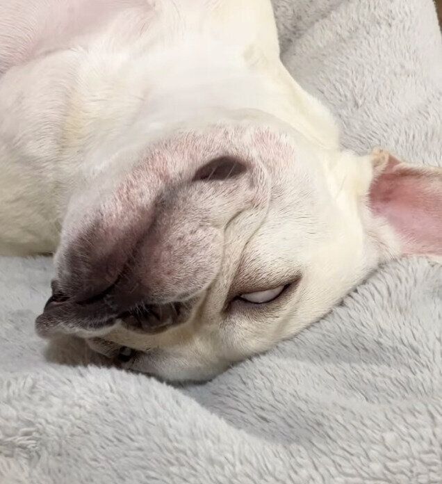 白目をむいているフレンチブルドッグ