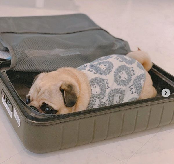 スーツケースにおさまるパグ