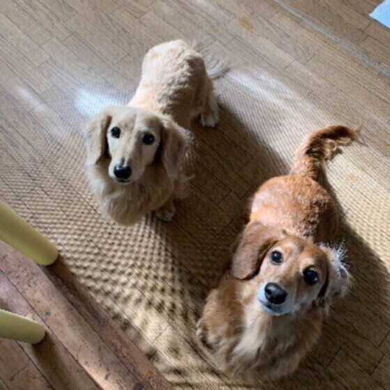 獣医師監修：犬の「尿もれ」どうすればいい？