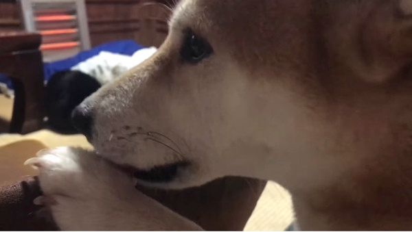 しょぼんワンコ