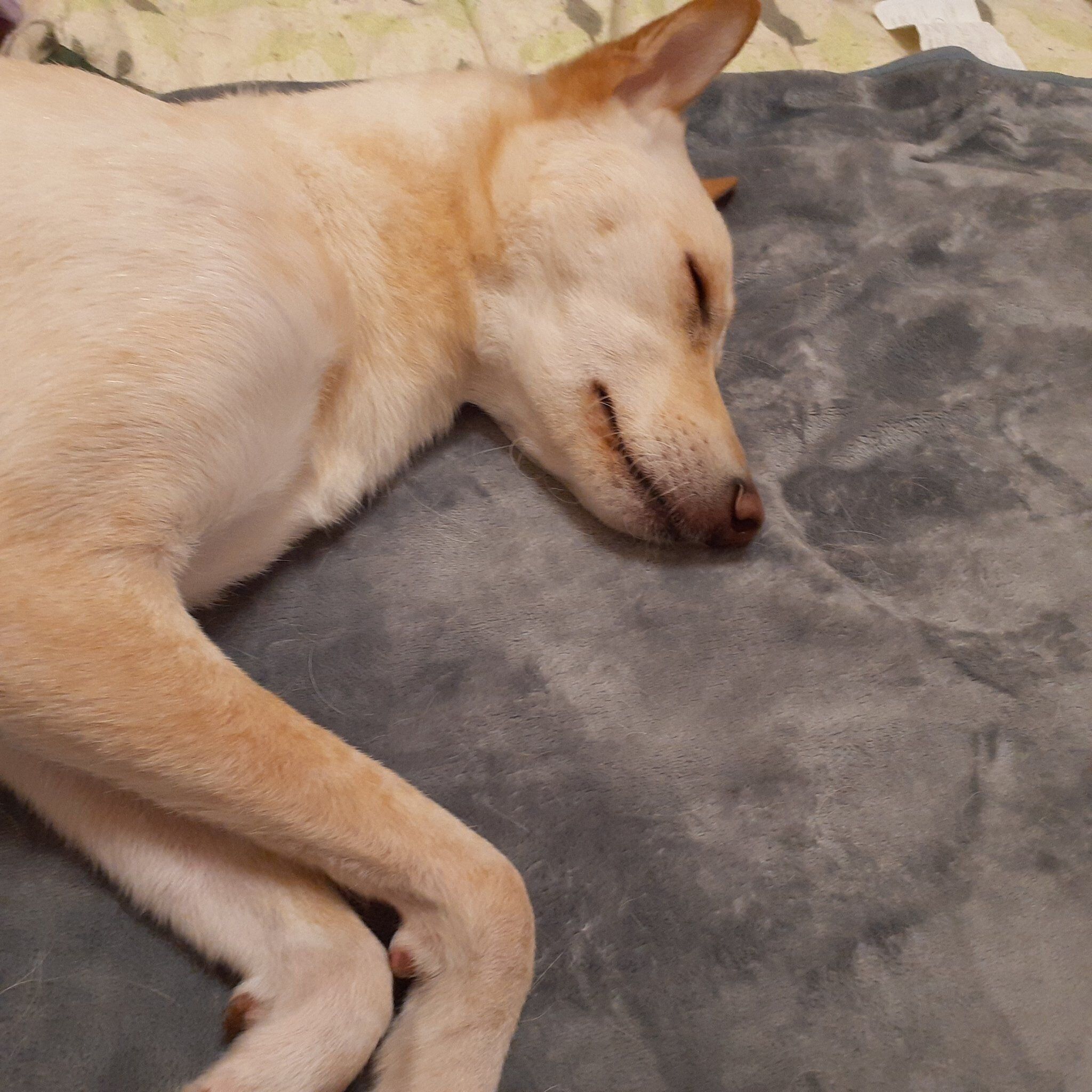 ドッグラン後の犬