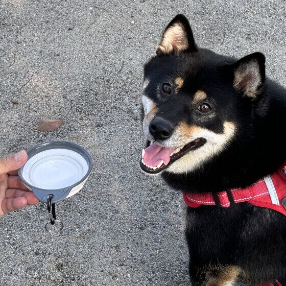 お水を飲んで休憩中の柴犬