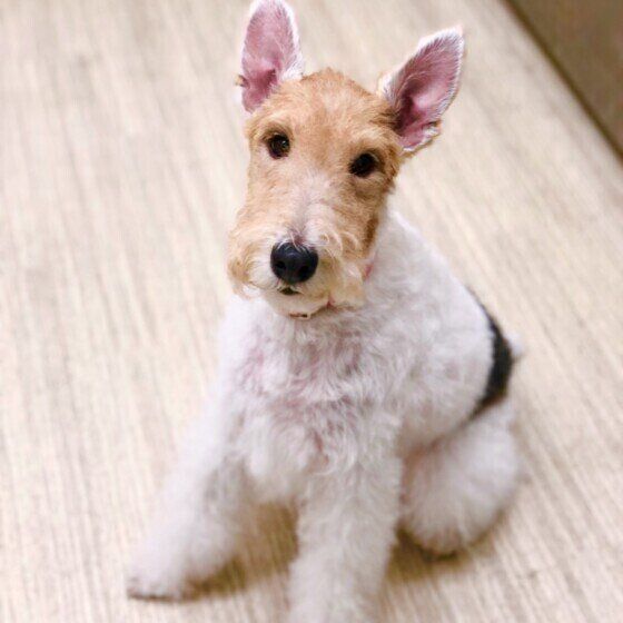 ワイアー・フォックス・テリア