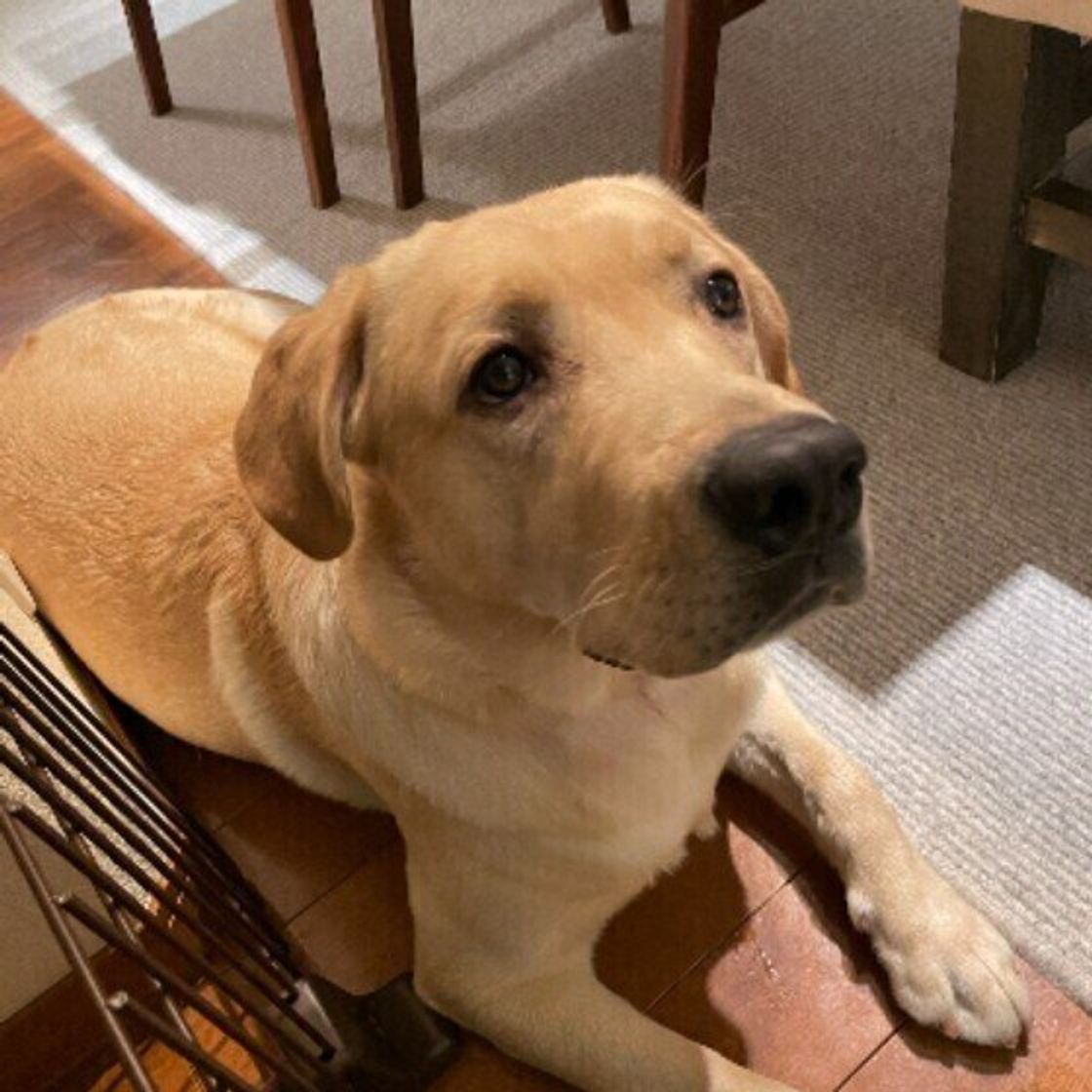 初対面の人 と 知り合いの人 に会ったときの犬の反応は 反応の違いが興味深い いぬのきもちweb Magazine 初対面の人 と 知り合いの人 に会ったときの犬の反応は 反応の違いが興味深い いぬのきもちweb Magazine
