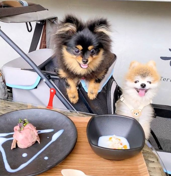 カフェに来たちくわちゃん、ぽんずくん