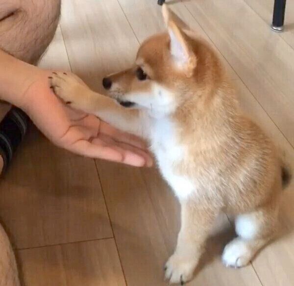 お手をするにこちゃん