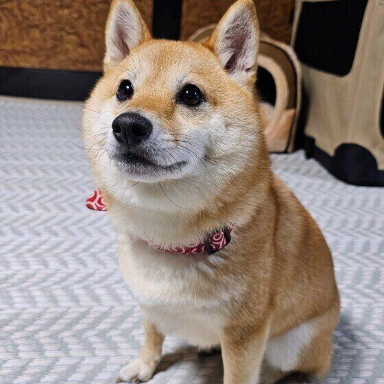 おやつ待ちの福ちゃん