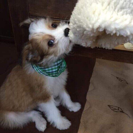 毛布を引っ張るチャイニーズ・クレステッド・ドッグ