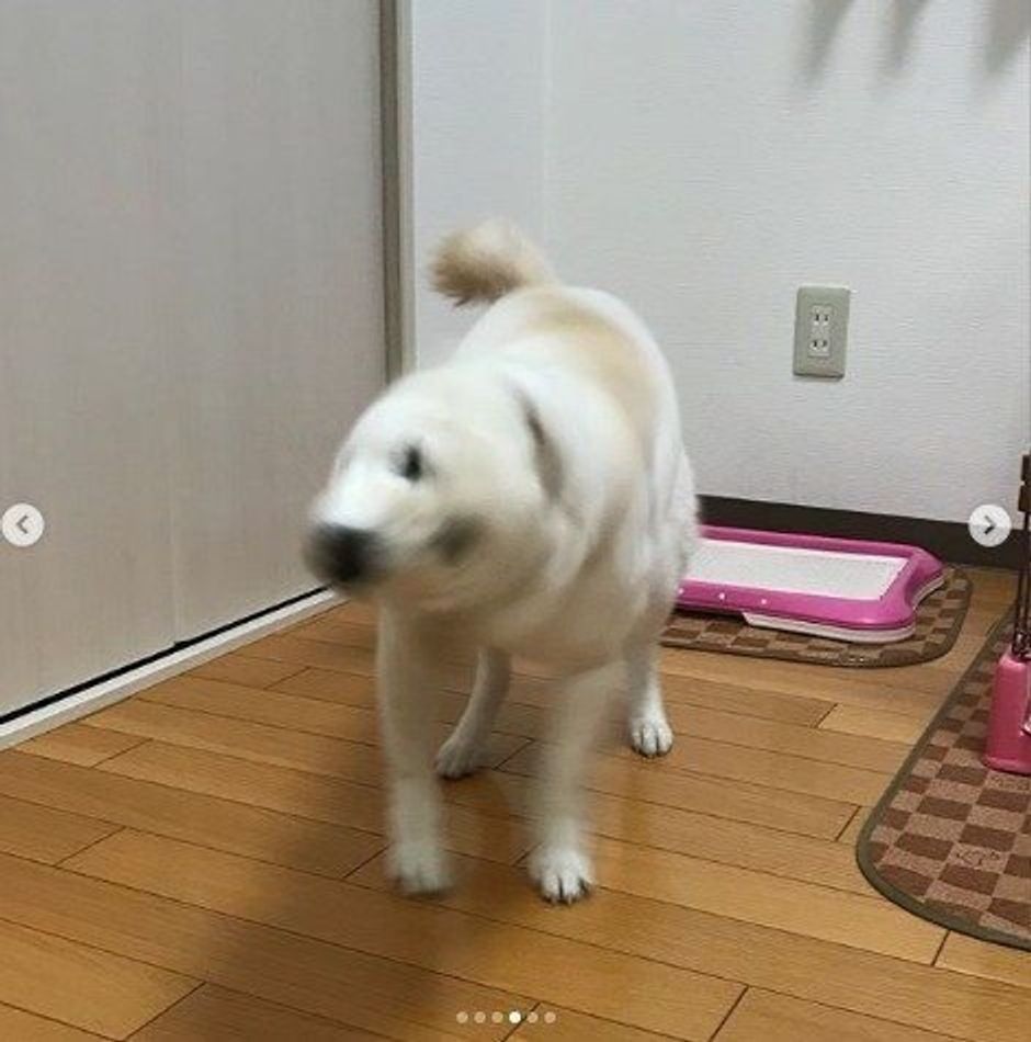 画像付き 柴ドリル って しぐさの理由を獣医師が解説 いぬのきもちweb Magazine 画像付き 柴ドリル って しぐさの理由を獣医師が解説 いぬのきもちweb Magazine