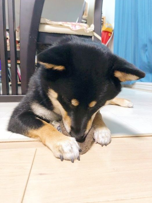 手袋で遊ぶ柴犬