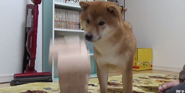 ジェンガに挑戦する柴犬