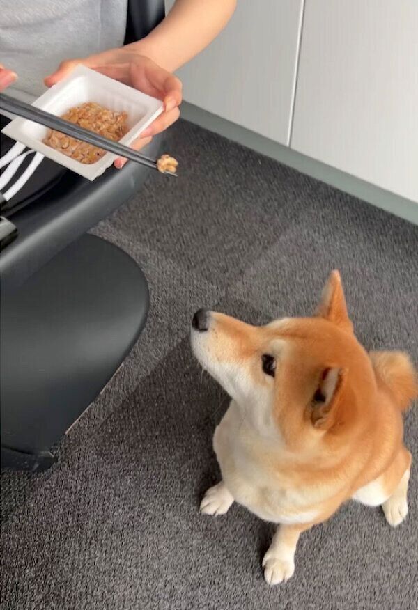 納豆を見るすずちゃん