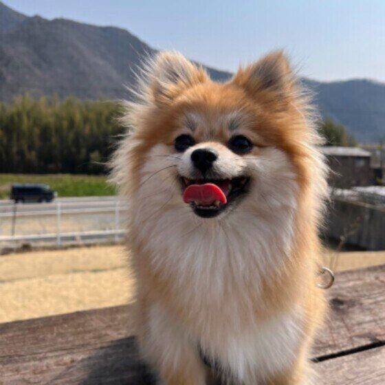 体力のない子犬やシニア犬はお出かけがストレスに？犬連れで外出する際の注意点 いぬのきもち