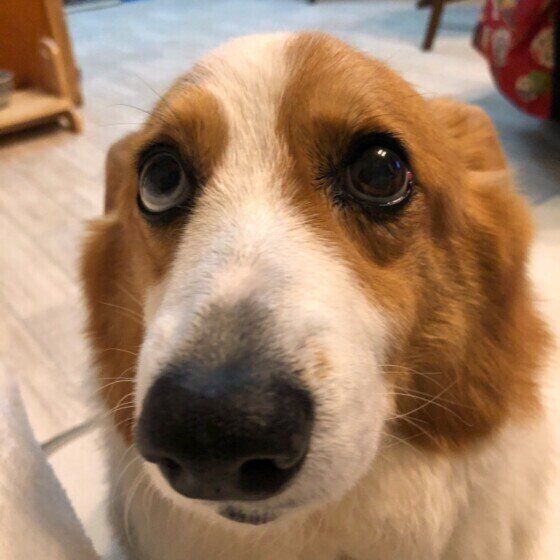 耳をぺたんとしているコーギーのこゆきちゃん