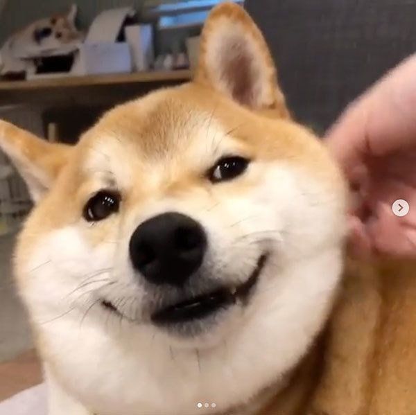 流し目をする柴犬