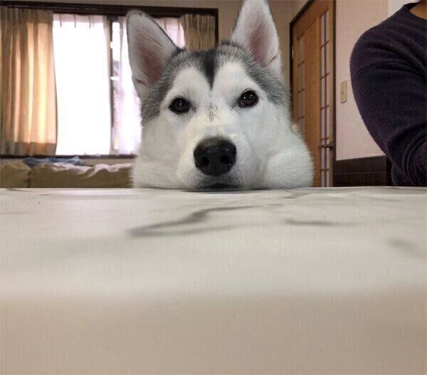 見つめるぷくちゃん