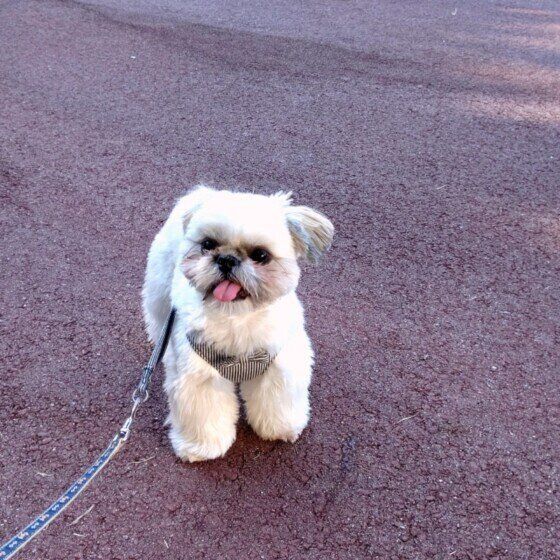 散歩するシー・ズー