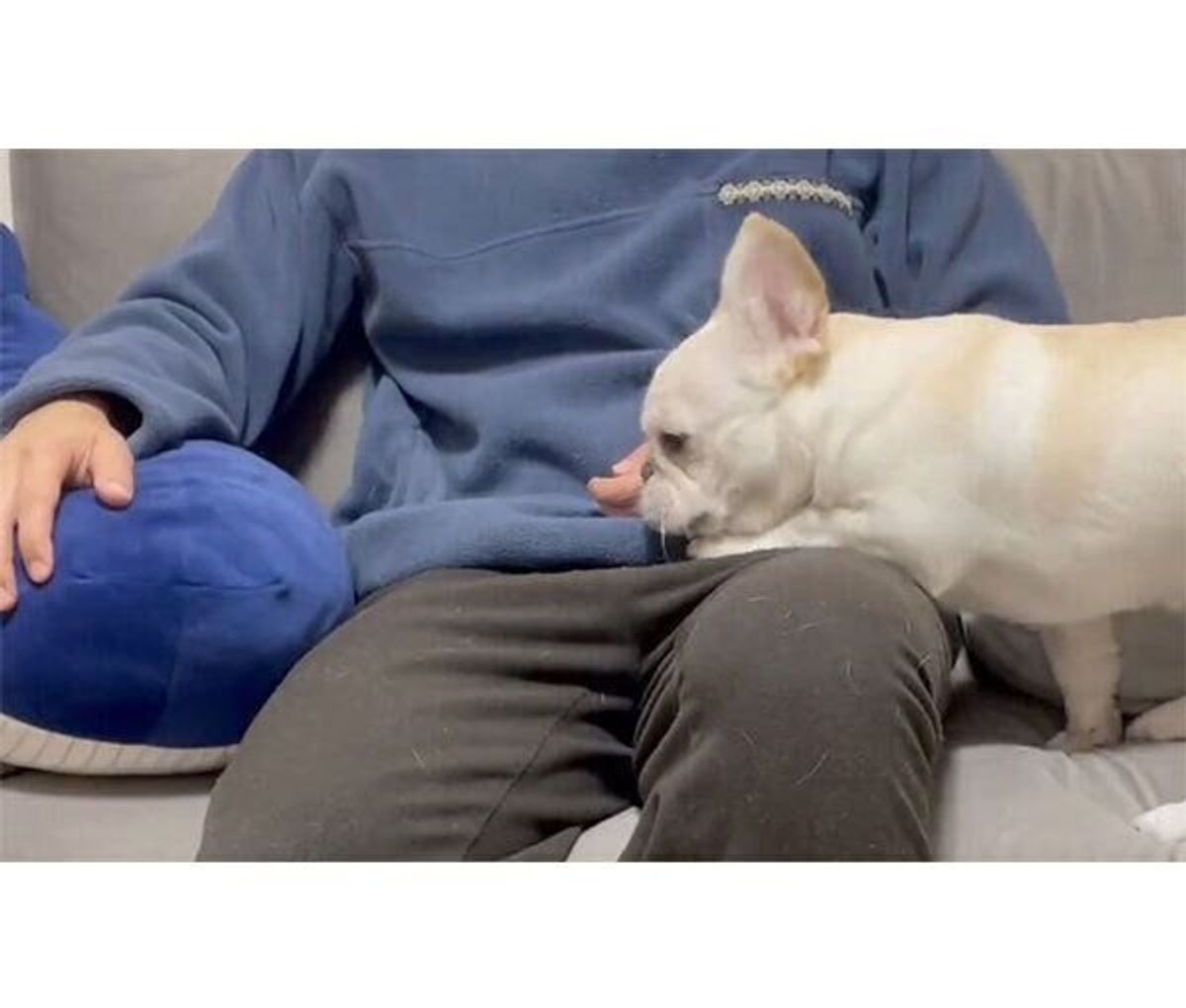 眠くなった犬 飼い主さんの膝の上に乗ると その後の行動 が可愛すぎる いぬのきもちweb Magazine 眠くなった犬 飼い主さんの膝の上に乗ると その後の行動 が可愛すぎる いぬのきもちweb Magazine