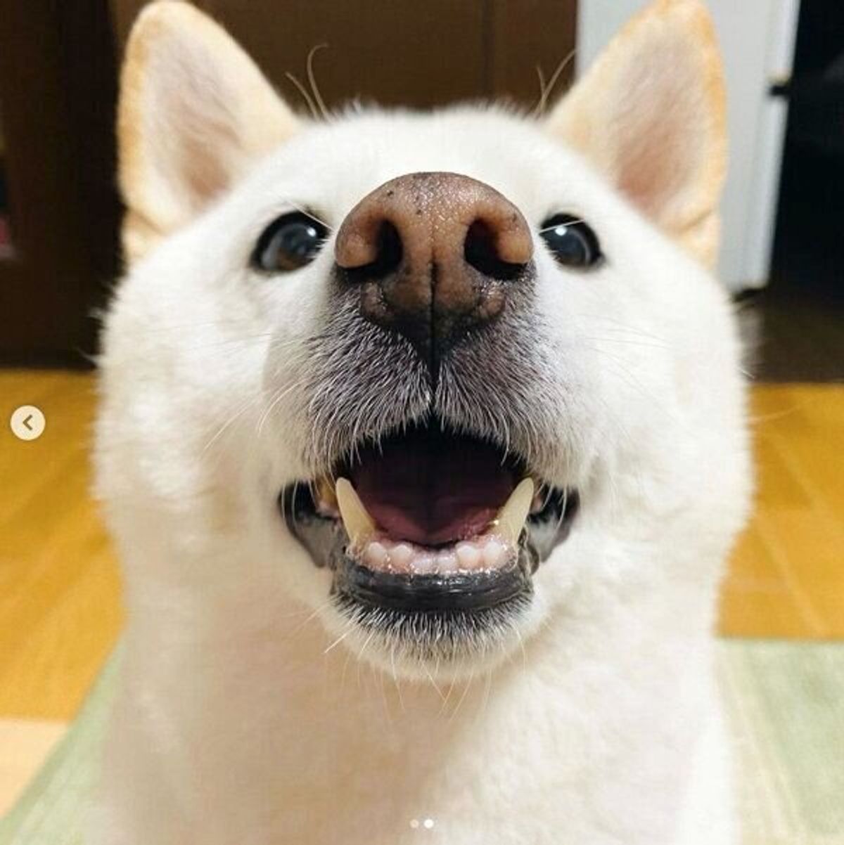 大好きなお姉ちゃんとしばしの別れ 柴犬の 見送る後ろ姿 に思わずホロリ いぬのきもちweb Magazine 大好きなお姉ちゃんとしばしの別れ 柴犬の 見送る後ろ姿 に思わずホロリ いぬのきもちweb Magazine