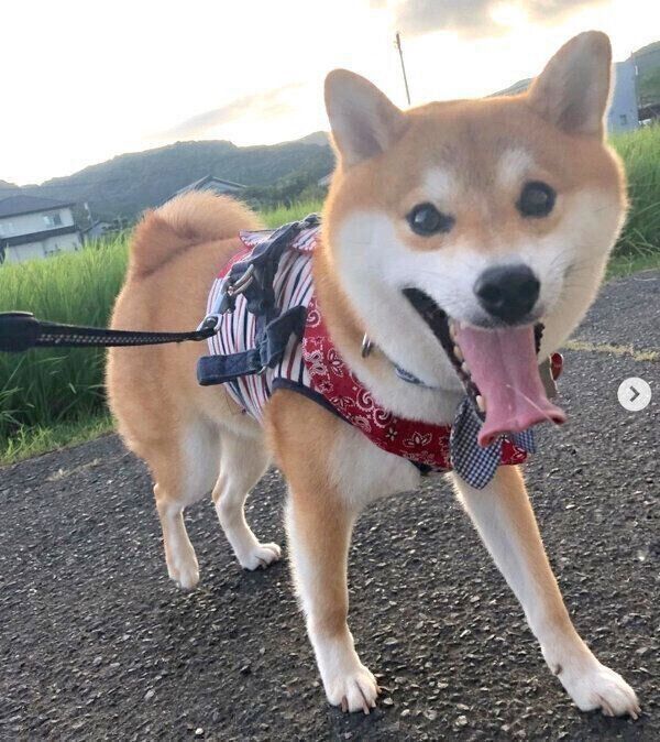 お散歩を楽しむラテくん