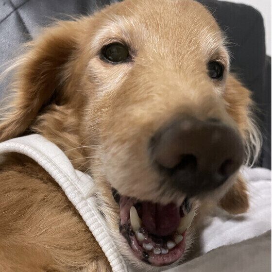 ミニチュア・ダックスフンド いぬのきもち