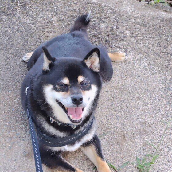 朝の散歩をする柴犬