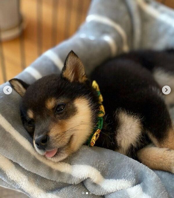 まったりするこたのすけくん