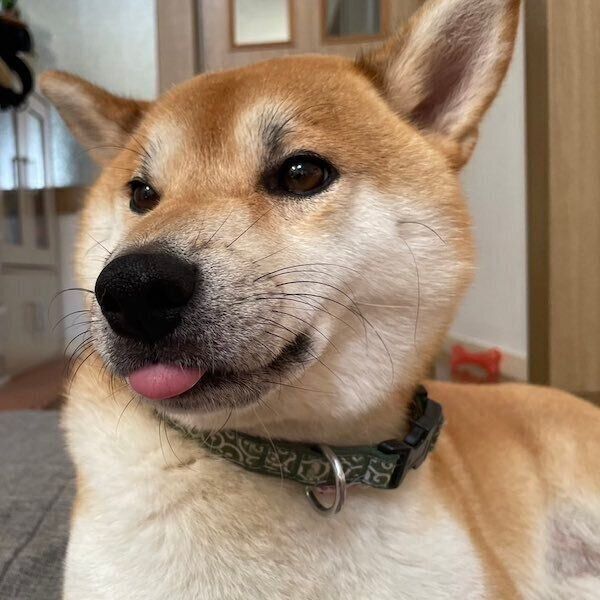 ぺろっと舌を出す十和くん