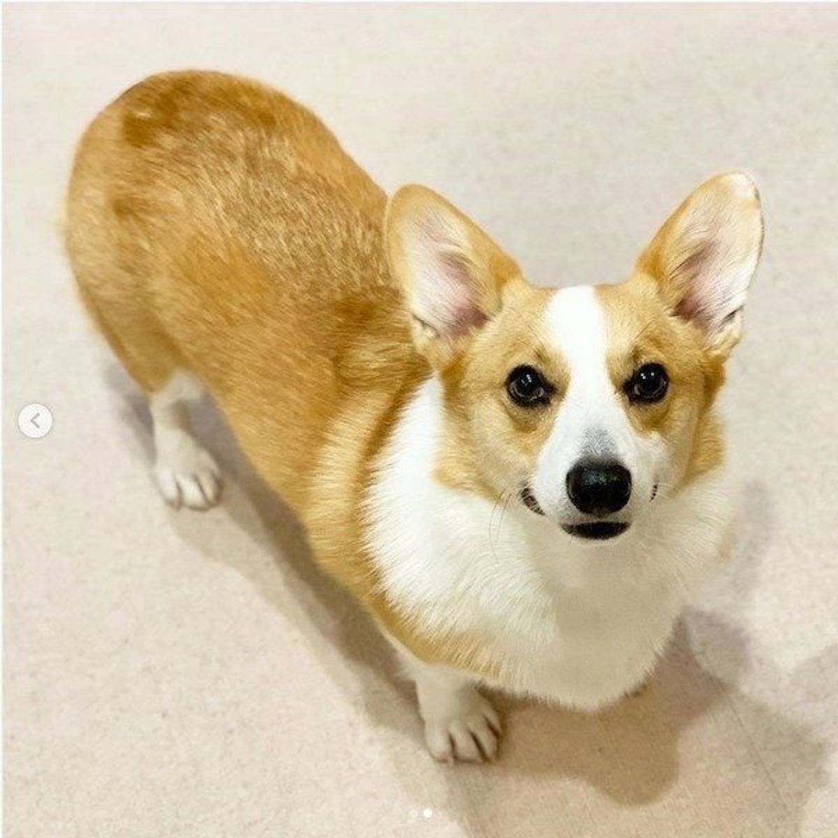 見てるとジワジワくる 笑 なにかを企んでそうな 悪いお顔 の犬 いぬのきもちweb Magazine 見てるとジワジワくる 笑 なにかを企んでそうな 悪いお顔 の犬 いぬのきもちweb Magazine