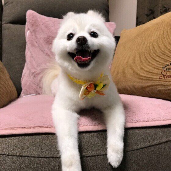 MIX小型犬のメルちゃん