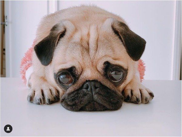 バッグのなかでお昼寝するワンコ