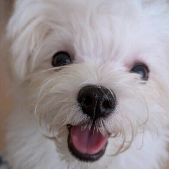 マルチーズのメルちゃん