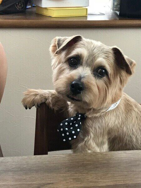 ノーフォーク・テリアのジャッキーくん