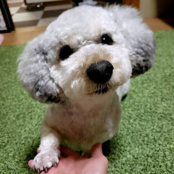 犬の甘える仕草に気がついて愛犬ともっと仲良くなろう！ いぬのきもち