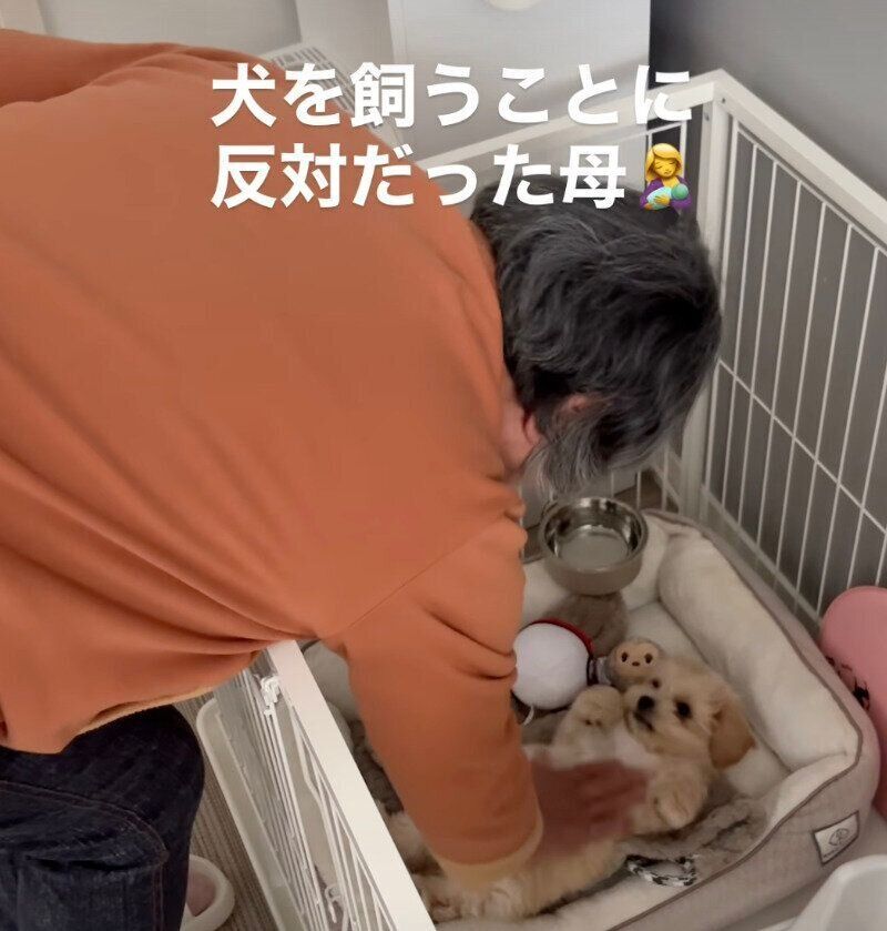 飼い主さんの母を見つめるぽてちゃん