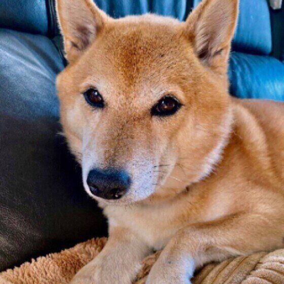 柴のヤマトちゃん