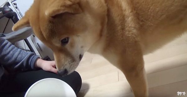 シャッフルゲームに挑戦する柴犬