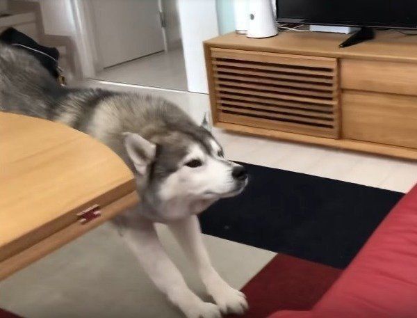 シベリアン・ハスキー