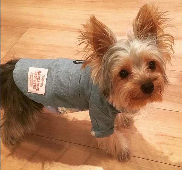 見つめるヨークシャー・テリア